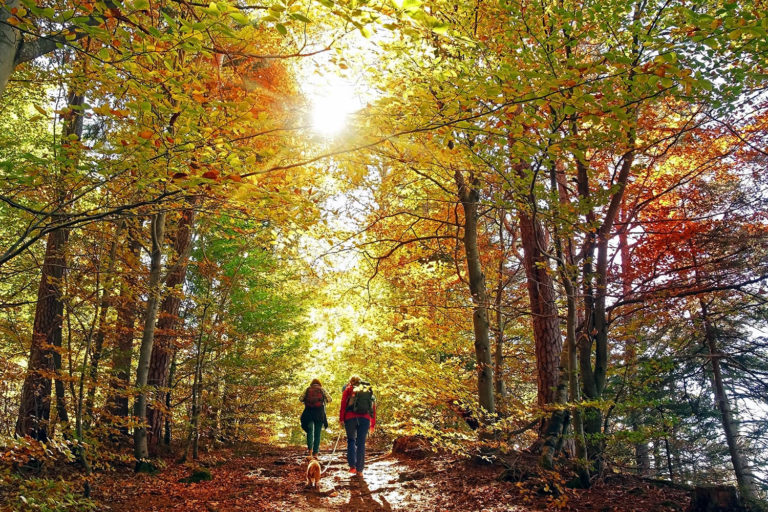 autumn forest